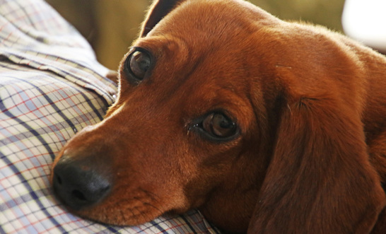 Pets and companion animals in family law - major changes from June 2025
