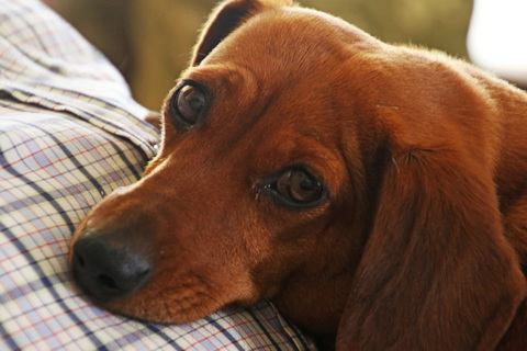 Pets and companion animals in family law - major changes from June 2025